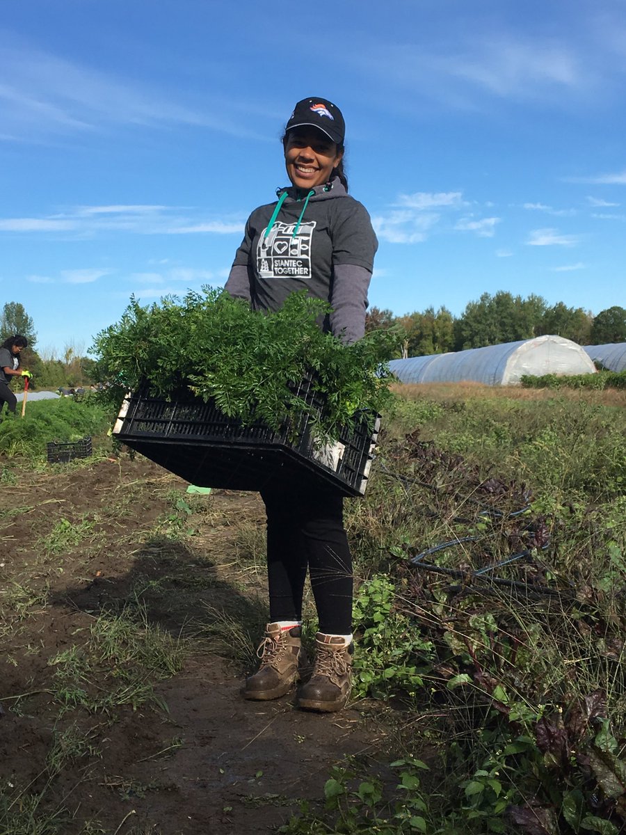 nerysparry's tweet image. Picking carrots at the farm for the @ottawafoodbank @stantec #sitcweek #bettertogether