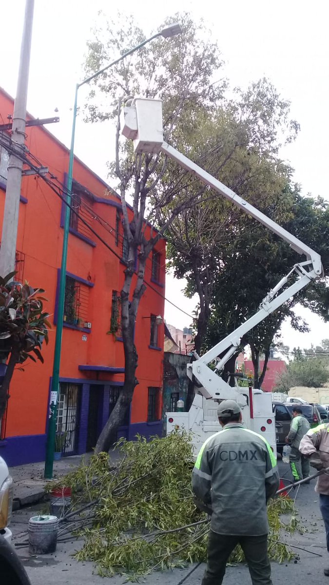 DTepitoGuerrero's tweet photo. Se realizó poda en calle Ogazón colonia @LaGuerreroDF, en atención a #SolicitudVecinal de los habitantes de #ElCorazónDeMéxico. https://t.co/KcuKJr8T7Z
