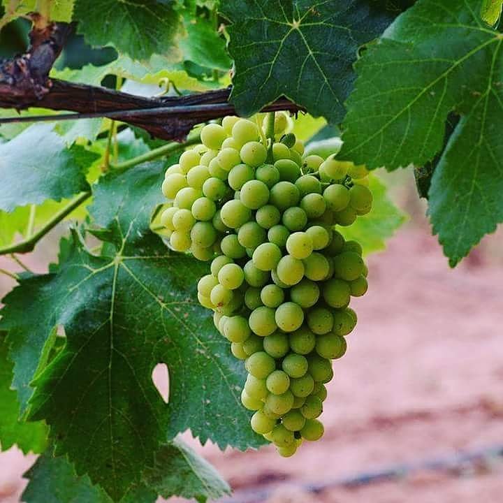 ¿ Qué lugar de #larioja tienes pensado visitar ? 
¿ Qué te gustaría hacer en #larioja ? 
#RiojaWeekEnd 
#larioja #lariojaapetece