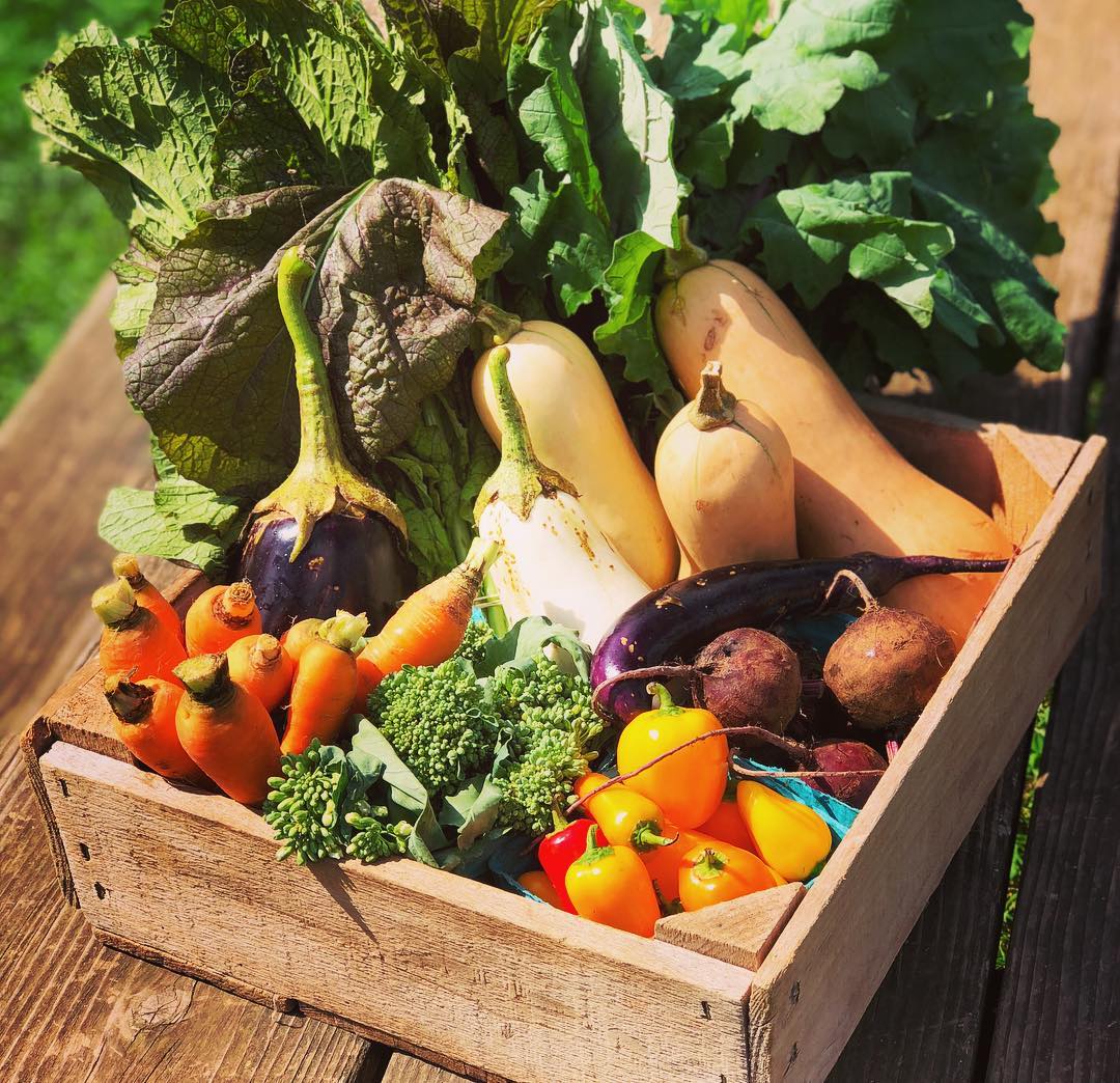 redwigglerfarm's tweet photo. Week 1 of our Fall CSA, featuring beets, broccoli, carrots, eggplants, squash, peppers, kale, mustard greens & more goodies not seen here.
Try any new recipes this season?
Tweet or Tag us in your fall creations!
#RedWigglerCommunityFarm #FallCSA #EatLocal #OrganicProduce https://t.co/BlowQBc6rZ
