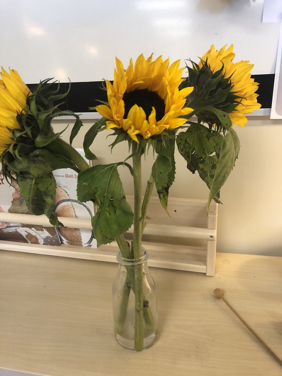 lundiesmiddles's tweet image. Thank you @colbysharp for the Creative Start idea. Mornings in my room are calm and a chance to connect with students. Learning to #lookclosely and use artist techniques when painting. Student choice during #creativestart will happen when we are ready. #sd37