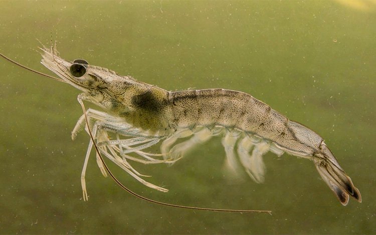 SweetwaterMari1's tweet photo. Beautiful Live Shrimp Available!! @LAhuntnfish @marshbayou1  @Castin_Cajun  #fishing  #redfish #liveshrimp #Louisiana #trout  #inshorefishing #Legendjackpayne #sweetwatermarina https://t.co/fmWLLDbiCh