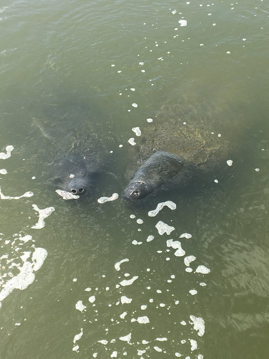 pendletonpost's tweet photo. Hangin’ with the manatee today! #turtlemoundrivertours #fallbreak18 @PendletonLily https://t.co/wP1manIFlf