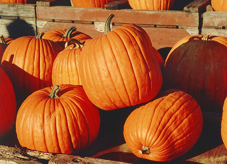 panoramanow's tweet photo. Westville Pumpkin #Festival Full Schedule https://t.co/48La7duOZB #NWI #FamilyFun #FamilyTime #tractorpull #familyvacation #carshow #bingo #funRunRace #pumpkinpalooza #pancakes #TeenDance https://t.co/LX5yO4cQtv