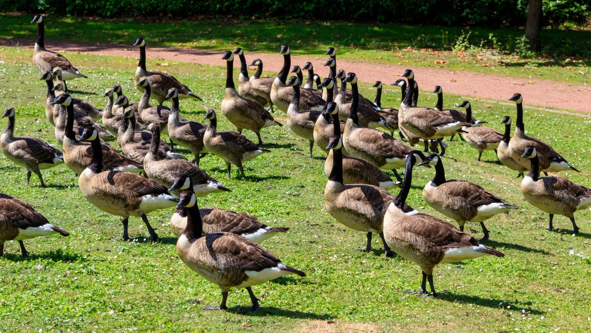 Flight_Control_'s tweet photo. Got Geese Problems?
Stop by your local @centraltis and get some @Flight_Control_ - The Eco-Friendly Goose Repellent. Apply to turf and #getridofgeese!
Take Back Your Turf!
#geese #gooseproblems https://t.co/wfjyb2Th2t