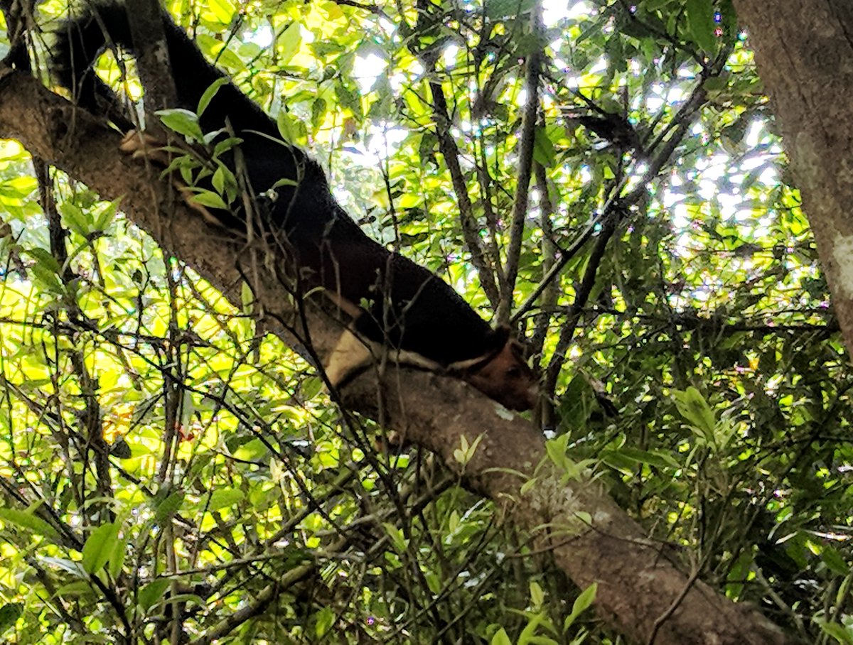 prernabindra's tweet photo. No, I am not in #Kerala, guys , just wishing I was., treasured memories from time spent in #periyar #tiger reserve forever treasured . #KeralaIsOpen #keralatourism go visit, & leave behind, your heart, not your footprint! @CMOKerala @sidin @jamewils @drthomasisaac https://t.co/Sm9kNwDTrq