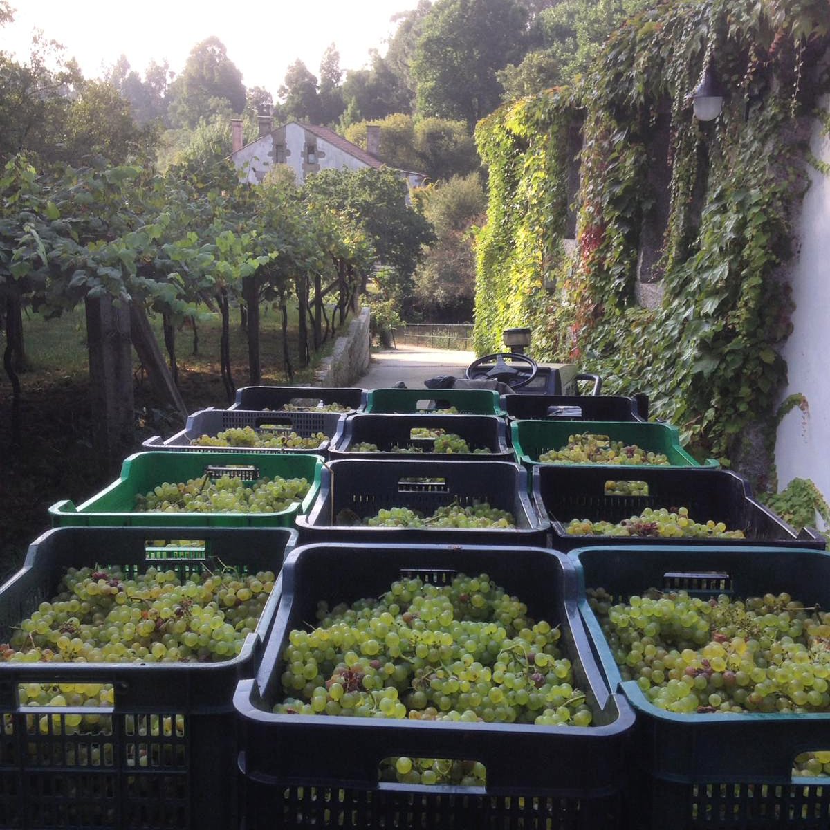 Atardecer de un día de vendimia!

A harvest day afternoon!

#vine #wine #vi #vin #weinn #ワイン #raposo #brancolexitimo #vtbarbanzaeiria #pobra #caramiñal #arousa #galicia #riasbaixas #barbanza #vinosentreosrios #winemaker #wineproducer #drinkwine #vendimia2018 #harvest2018