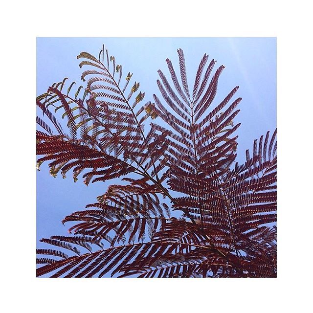 APOLOGIEparis's tweet photo. Pretty Blue and burgundy colors ... Jolie bleu et pourpre couleurs  #moderncraft #ceramics #plant #fougeres #plantes https://t.co/cMou7AUb5i