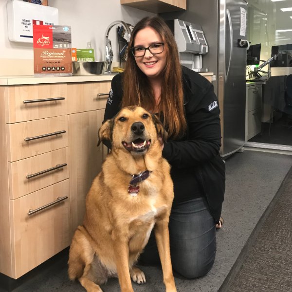 ChampionPetfood's tweet photo. It’s Dog Day at Champion Petfoods! Gucci is the gentlest girl and her dog mom, Jenn, our Credit Specialist, is happy to let the Champion team spoil her sweet face with her favourite ORIJEN freeze-dried treats all day long! #ORIJEN #FunatCPF https://t.co/9haRlYL9T1
