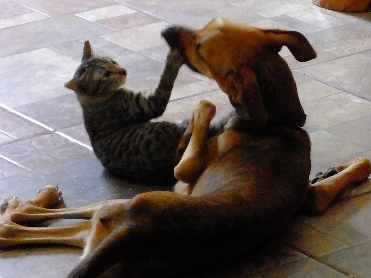 JadenCornelious's tweet photo. #BFFs #bff_forever  #FoxyFAce my #disabledstreetdog &amp; #Minerva my #3leggedstreetcat with only 3/4 of a tail too :) well its def a #lovething #AdoptaNoCompres #AdoptDontShop https://t.co/X9RkxG8TLm