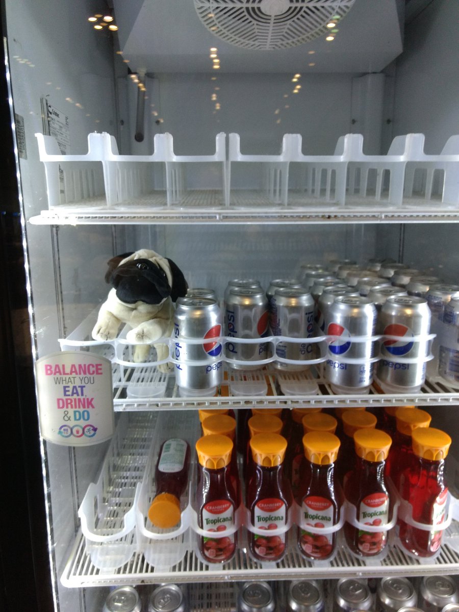 erucsbo's tweet photo. How much is that doggy in the window. Drinks fridge at #MSIgnite perhaps not the best place to cool off. Note to #TransVault - the pug is still fine https://t.co/OhewKoH4sS