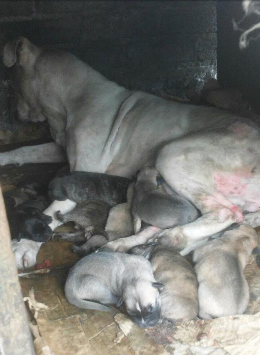 KatsenLula's tweet photo. Este domingo vacunas antirrábicas gratuitas de 12 a 6 en parque México ,solo donativo de croquetas un kilo para ayudar a perritos sin hogar 
#AdoptaNoCompres https://t.co/47XYbNBw70
