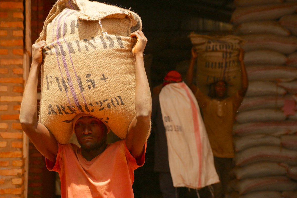 kilimanjaro_sc's tweet image. HOW MUCH WOULD YOU CHARGE FOR A JOB LIKE THIS?

There is something extremely wrong and unfair with the current global coffee pricing system.

Watch our latest video here: youtu.be/W9JxqtPQtUM