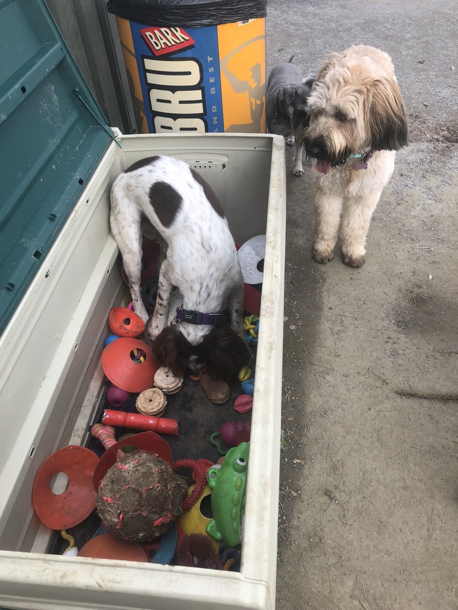 dogplaycreche's tweet photo. Milo choosing just the right toy, Poppy watching to see if he choose wisely 🐶♥️ #allthetoys #haveyourpick #doggydaycare #thedogplaycentre https://t.co/1obqdCxxC8