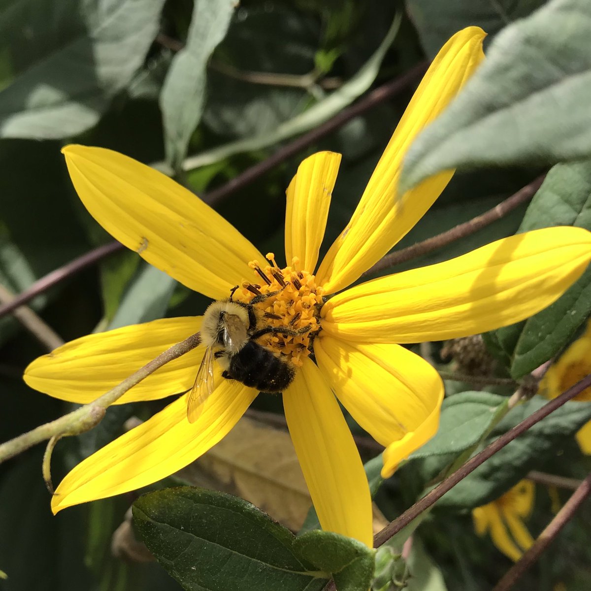 TrinityBellwood's tweet photo. cool that bees are still busy pollinating & loving these flowers by the greenhouse. #gobeego #pollination for the nation @TBFarmersMarket @FriendsofTriBel https://t.co/Iopxh5jOG0