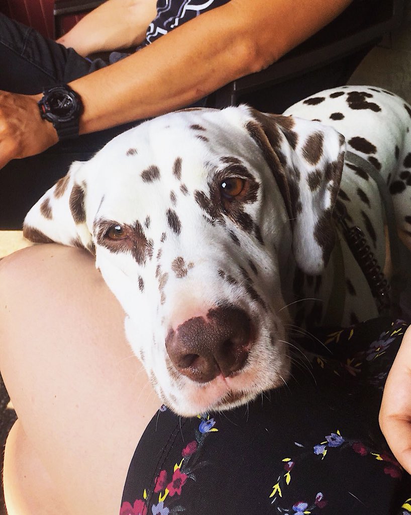 mariamarilai's tweet photo. RT URGE⚠️🐶⚠️ Laila, la dálmata de mi hermana, necesita una familia con la que vivir! La rescatamos de ser maltratada hace un par de años. Mi hermana se ha tenido que mudar y ya no puede tenerla. Tiene cuatro añitos. Si sabéis de alguien, porfi MD!!! Es super cariñosa ♥️ https://t.co/rNyqOql7f8