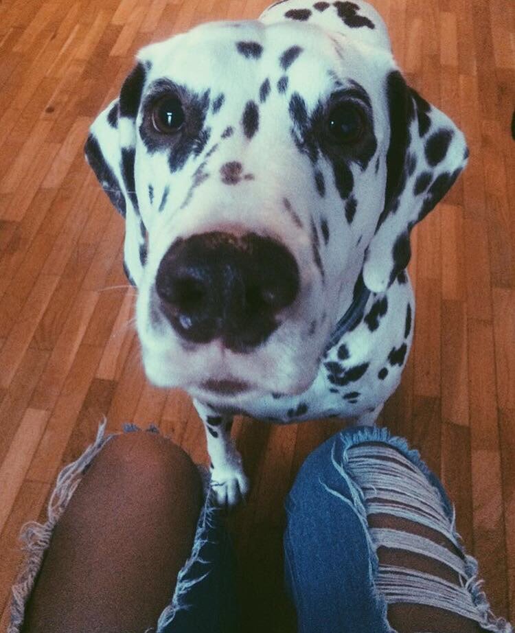 mariamarilai's tweet photo. RT URGE⚠️🐶⚠️ Laila, la dálmata de mi hermana, necesita una familia con la que vivir! La rescatamos de ser maltratada hace un par de años. Mi hermana se ha tenido que mudar y ya no puede tenerla. Tiene cuatro añitos. Si sabéis de alguien, porfi MD!!! Es super cariñosa ♥️ https://t.co/rNyqOql7f8