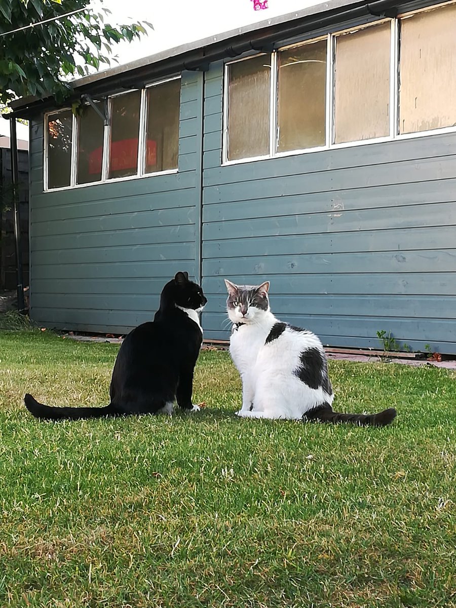 HuntforH's tweet photo. Please help hunt for Hugo his bestie 'meme' wants him home as do we 💔😿 https://t.co/zJW6CpkCjO