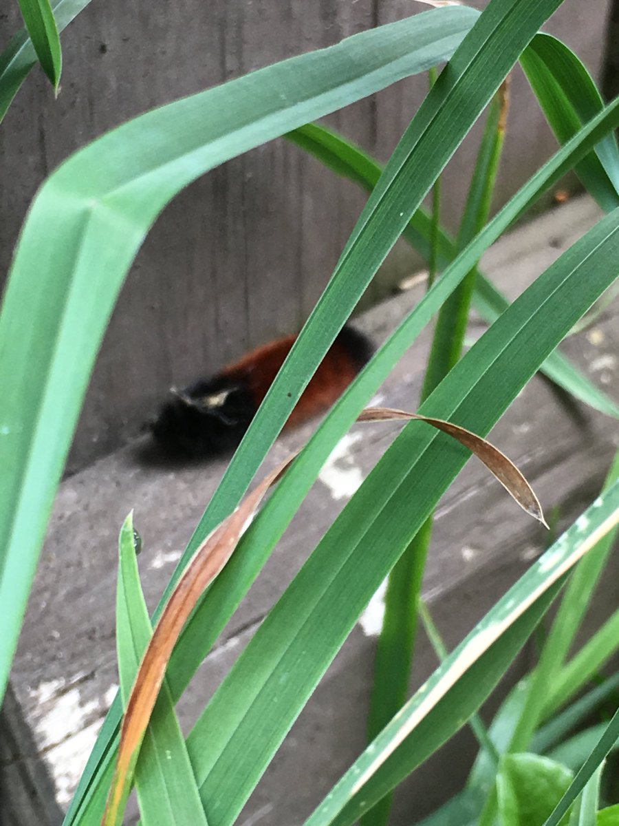 MrsTaylorROMS's tweet photo. #fuzzy caterpillar #roms18camp https://t.co/cjSNTqhAM5