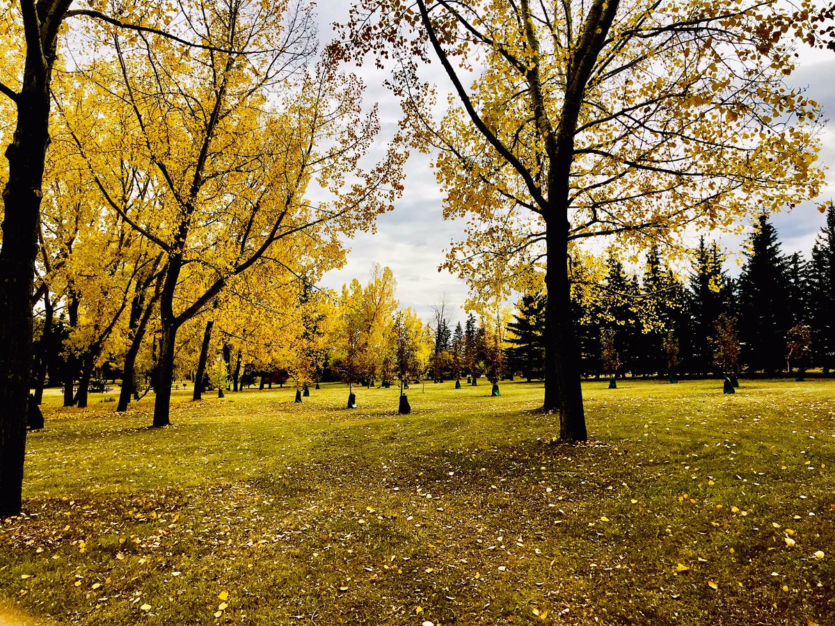 Robpmah's tweet photo. In light of the snow... I’m glad to have gone for a walk in @weaselheadpark and N Glenmore yesterday. I was also pleased to see all the new trees, ones which I may never see in their full glory, but for future generations to enjoy. Change can be beautiful. @lakeviewyyc @NGPCA https://t.co/kcuDmLrAQo