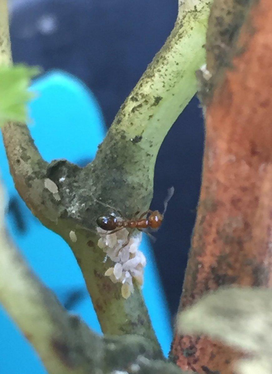 Nearing the end of the season but mealybugs and sooty mold are still going strong on some cultivars!