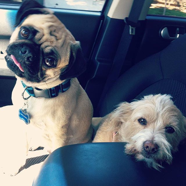 PetSitting2Dmax's tweet photo. Errands? Thought we were going to daycare?! #daycaregoals #pugsofinstagram #terriers #pugs #dogsofinstagram #rescuedogs #adoptdontshop #dogsofsiliconvalley https://t.co/JpGmayDsYu https://t.co/FZzE2GMj9T
