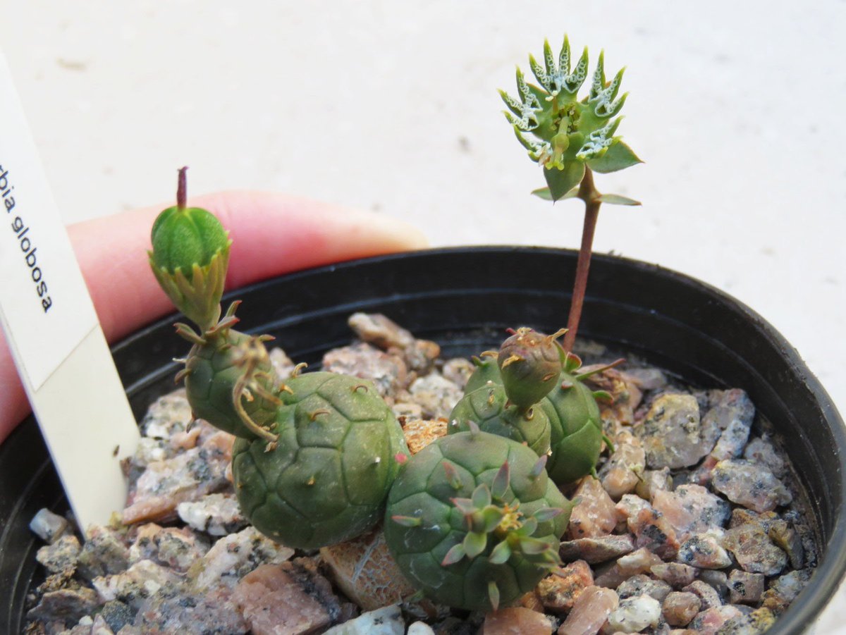 Cacti & Succulents Dioscorea elephantipes Seedssucculent seeds