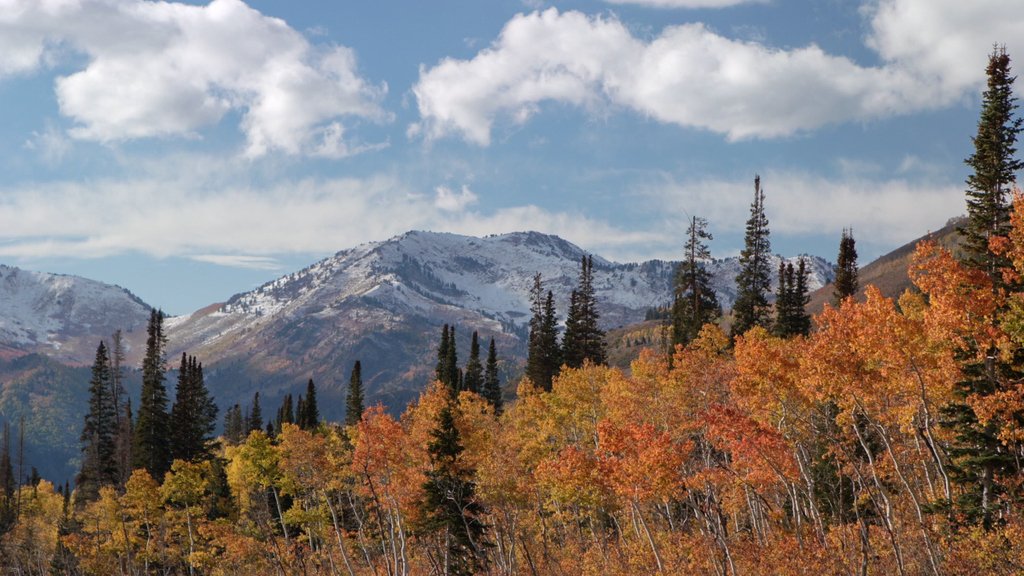 motionplaces's tweet photo. Fall Colors, Utah

#fall #fallcolors #mountains #orange #autumn  #motionplaces #travel #royaltyfree #cinematic #contentcreator #videoproduction #4k #stockfootage https://t.co/vxLQgxlbCm