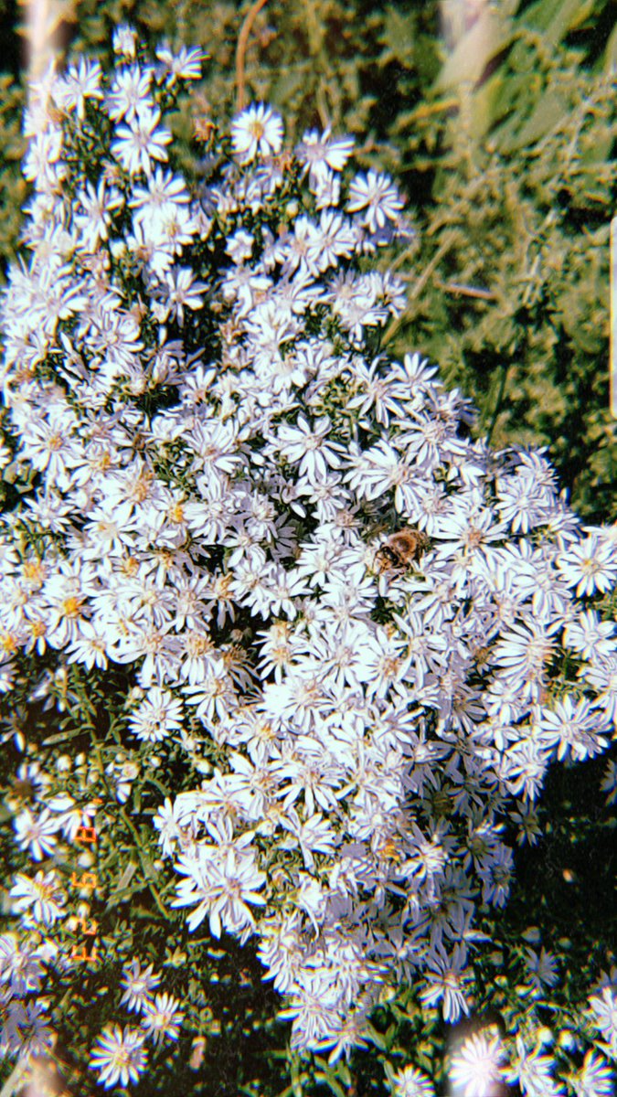 Vilde Rehana Rose 🐝 tweet media