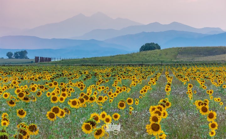 Sunflowers Field #sunflowers #sunflower #sunflowersfield #travel #travelphotography #landscape #landscapephotography #largeprints #largeprint #canon #canonphotography #canonusa #colorado #berthoud #berthoudcolorado