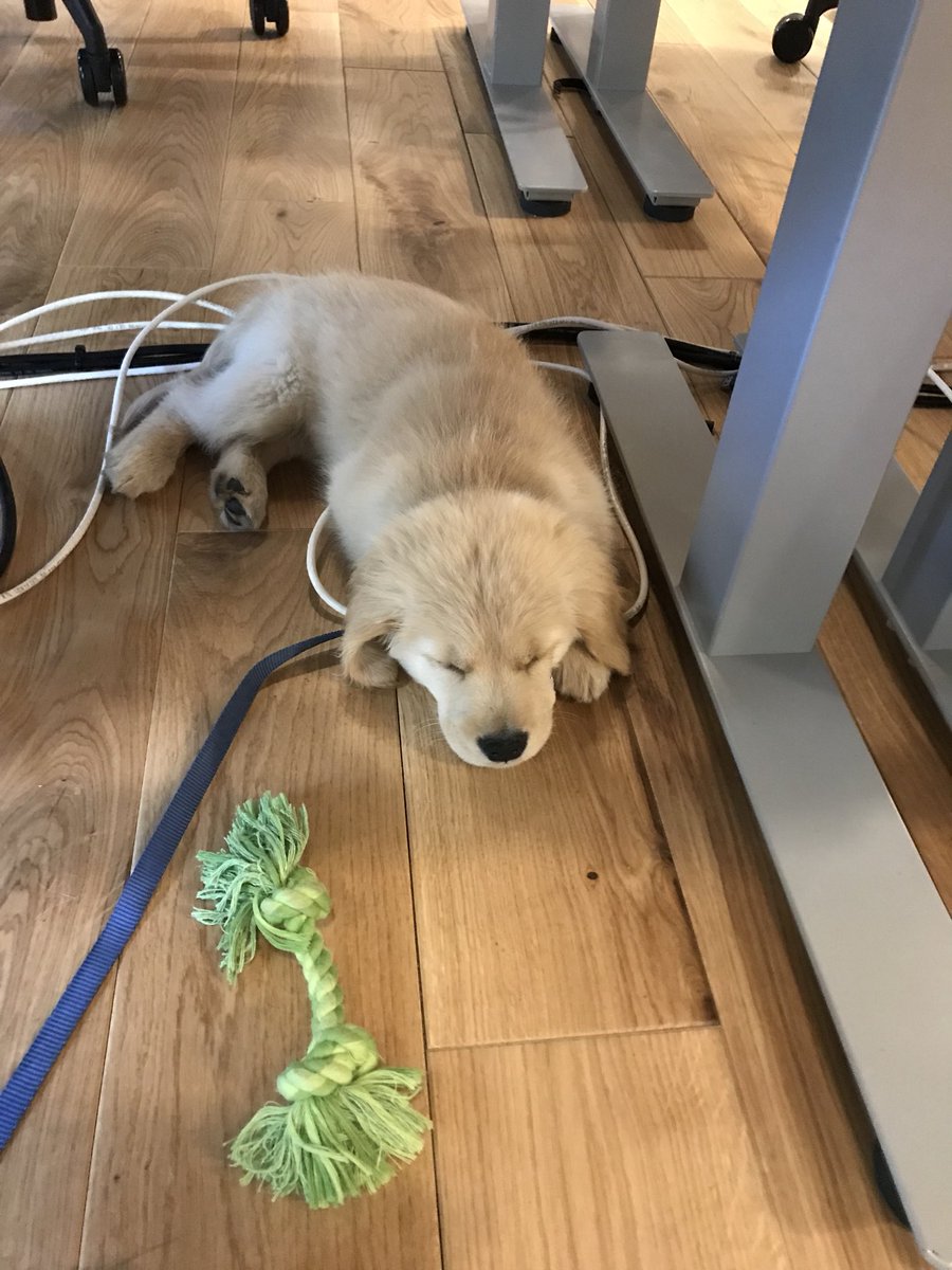tinathebarr's tweet image. Staying cozy on those cords #DogsofAWS #dogsofamazon