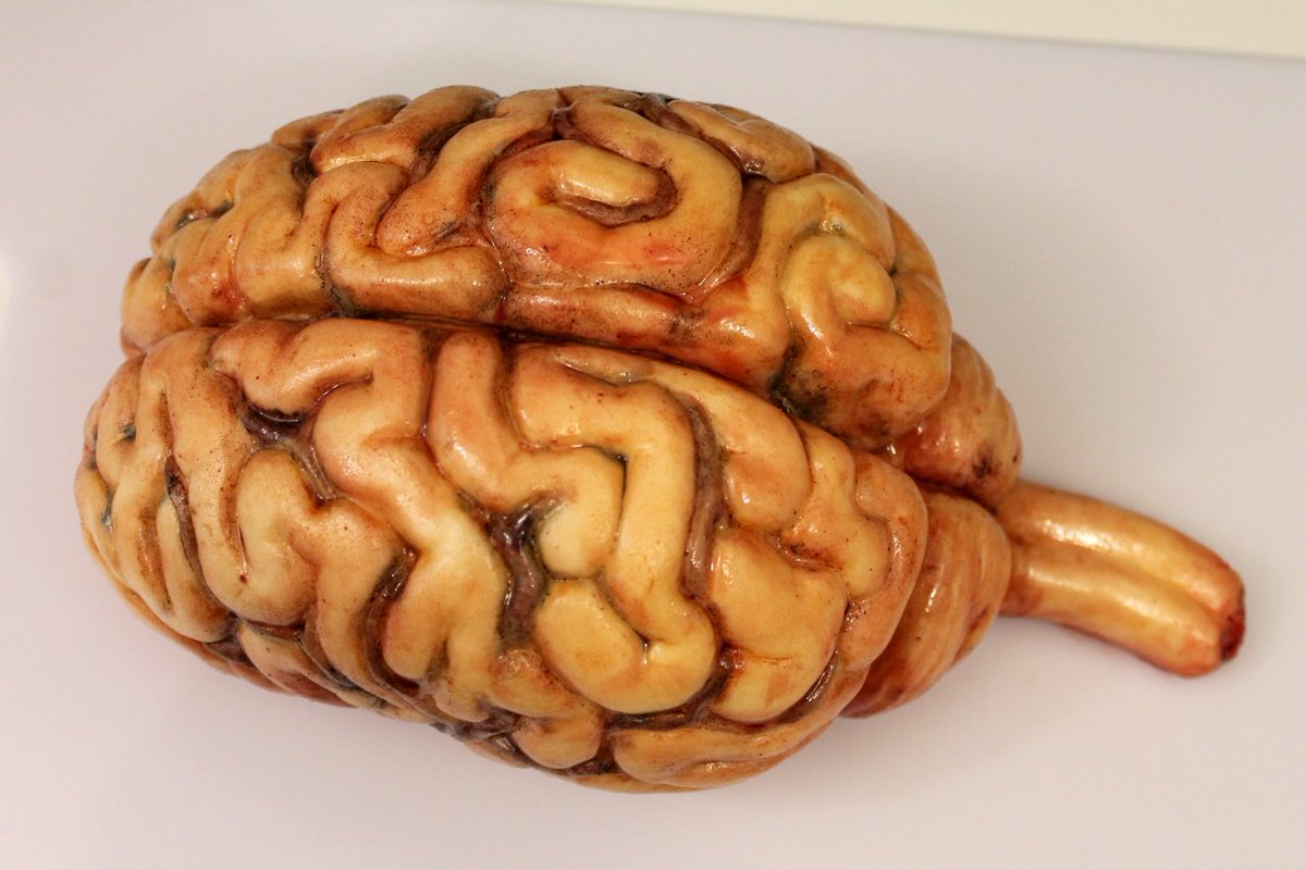 DeviantCakes's tweet photo. Brain cakes are now available! Each cake is hand made and painted with care. Nationwide shipping at https://t.co/cmgBH5LtGc. #deviantdesserts #brain #braincake #cake https://t.co/PSWxRakXgw