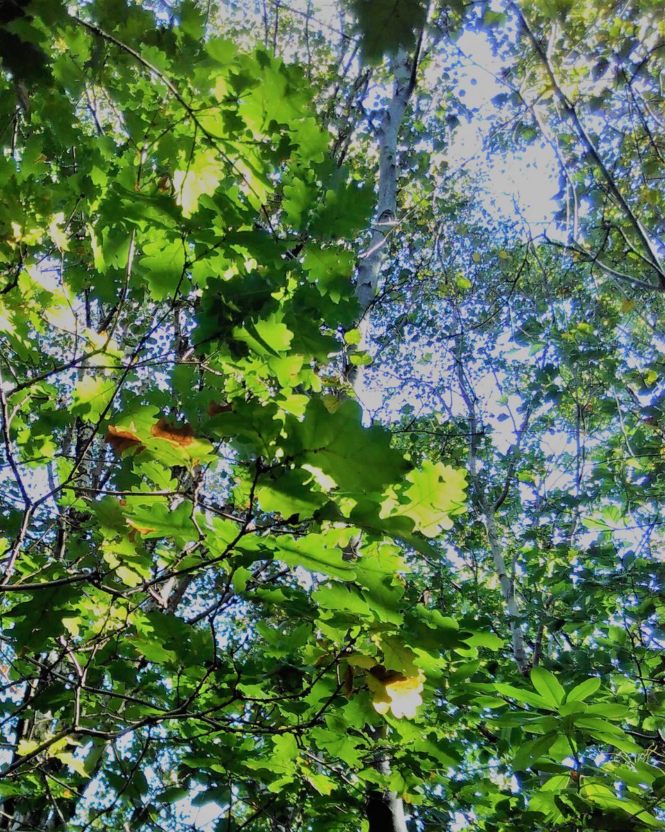 CityofTreesMcr's tweet photo. Our #AllOurTrees surveyors found some #tremendous #trees in & out of the survey plot near the #RochdaleWay in #AlkringtonWoods #Nature reserve #Middleton #today
#ThursdayAesthetic @RochdaleCouncil @RochdaleOnline @RochdaleTown @RochdaleNews @middguardian #woodland @greatermcr https://t.co/EiFVjL4FdQ