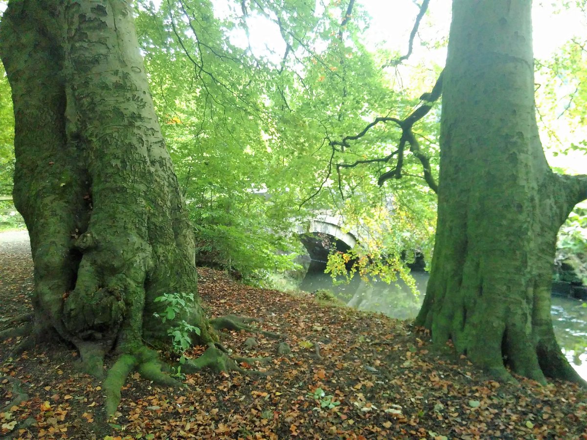 CityofTreesMcr's tweet photo. Our #AllOurTrees surveyors found some #tremendous #trees in & out of the survey plot near the #RochdaleWay in #AlkringtonWoods #Nature reserve #Middleton #today
#ThursdayAesthetic @RochdaleCouncil @RochdaleOnline @RochdaleTown @RochdaleNews @middguardian #woodland @greatermcr https://t.co/EiFVjL4FdQ