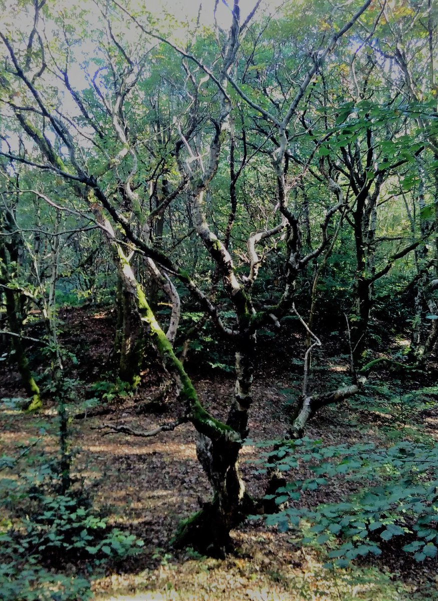 CityofTreesMcr's tweet photo. Our #AllOurTrees surveyors found some #tremendous #trees in & out of the survey plot near the #RochdaleWay in #AlkringtonWoods #Nature reserve #Middleton #today
#ThursdayAesthetic @RochdaleCouncil @RochdaleOnline @RochdaleTown @RochdaleNews @middguardian #woodland @greatermcr https://t.co/EiFVjL4FdQ