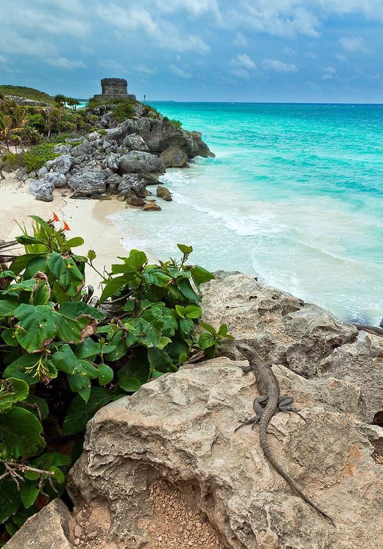 Homework_MX's tweet photo. Celebremos el #DiaMundialdelTurismo ✈️🌎

Cuéntanos cuál es tu lugar favorito 🌴 https://t.co/Z5Zqbf6fhJ