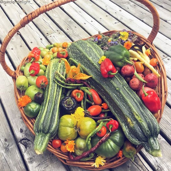 UrbanOrganicGar's tweet photo. "The peppers are popping and we have some curly #yardlongbeans! I've been picking tomatoes green to save them from any frost!" 📷: @gardendelight_
Join UOG'S MONTHLY SEED CLUB at: https://t.co/6aTlywQPri
#harvestbasket #fallharvest #harvesttime https://t.co/YKXNjCtNyW