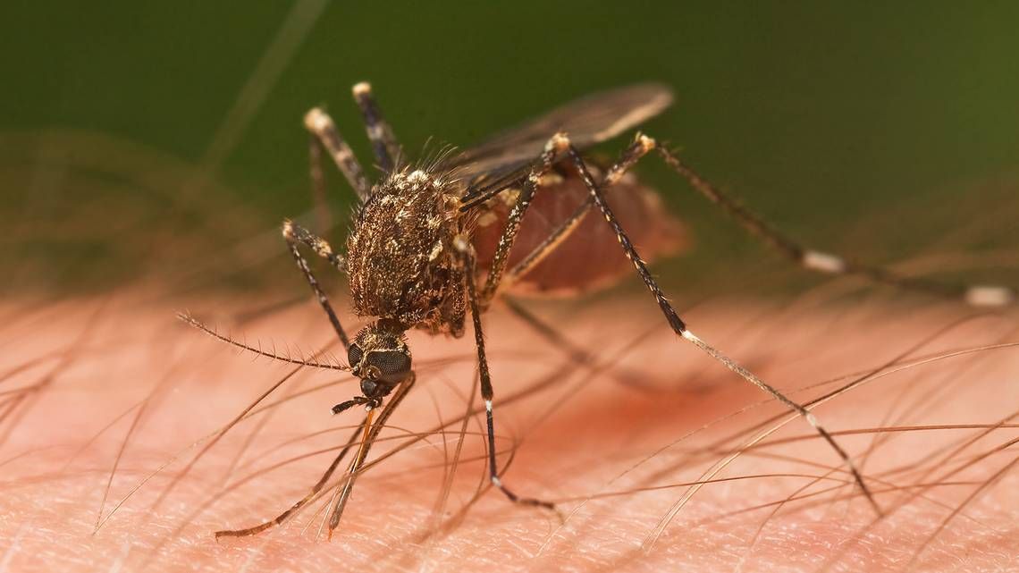 A plague of mosquitoes has emerged after #Florence. NC governor vows $4M to fight them. buff.ly/2OmD937 #ncpol