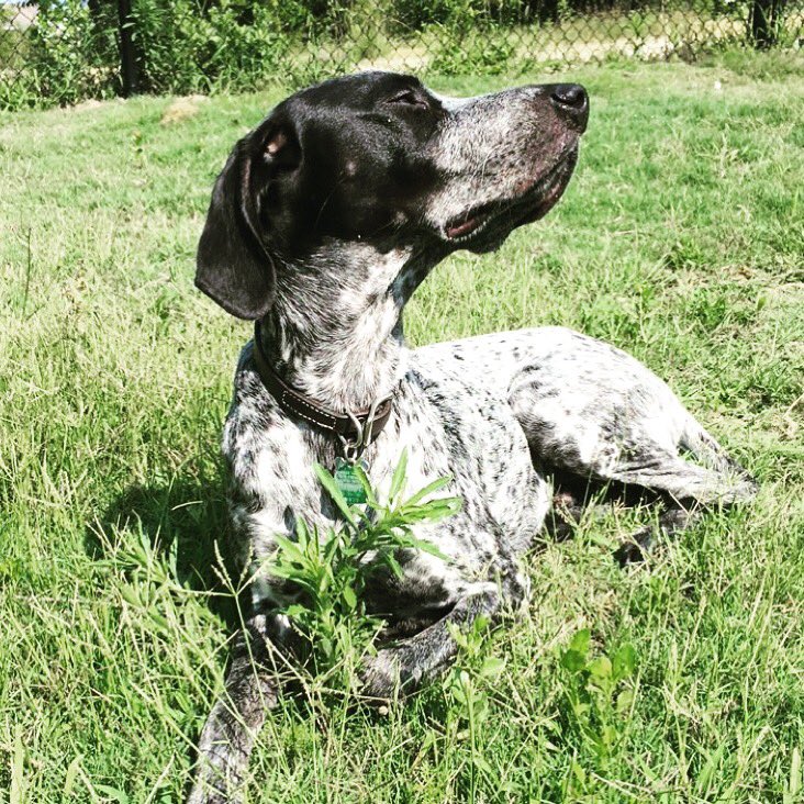 HamptonsGSU's tweet photo. Our property is fur baby friendly! 🐶 Let your pup enjoy the fresh air at one of our two dog parks. 🏡☀️ https://t.co/Gks6zxfFif