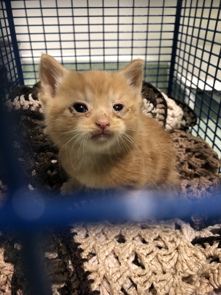 Herchy Boal on Twitter "Yesterday a colleague of mine went to collect