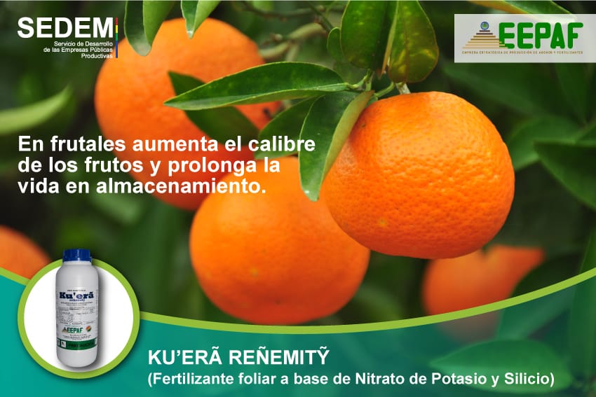 EEPAFBolivia's tweet photo. #EEPAF ofrece a nuestros agricultores👩‍🌾 el  Ku'erā Reñemity, fertilizante foliar que promueve el crecimiento vegetativo 🌳🌾 , aumentando el rendimiento y calidad de cosechas 🍊🍋🍑 .

¡Trabajando por una #Bolivia Productiva y en armonía con la #MadreTierra para el #VivirBien! https://t.co/5M4j1GGe7x