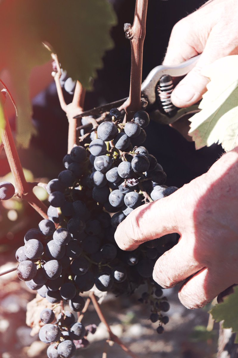 giscours_gcc's tweet image. La saison des vendanges bas son plein à Margaux. Le millésime 2018 se récolte sous un magnifique soleil. | Harvest is in full swing in Margaux, under the delightful sun of the #Bordeaux region.

#chateaugiscours #margaux #grandcru #bordeauxwine