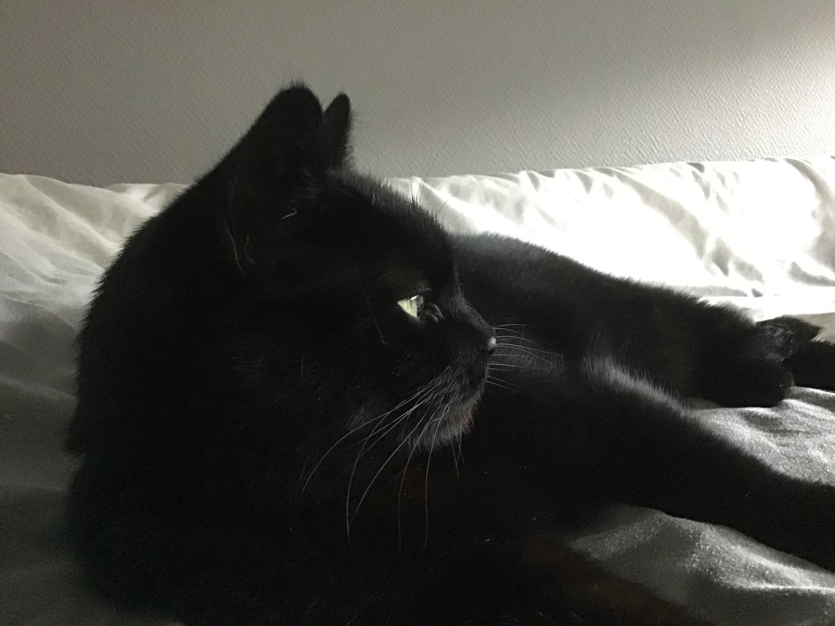 bambiilix's tweet image. These are my 2 cats. They have a love / hate relationship and always annoy eachother. Misty (the grey ish cat) is 12 years old, pretty lazy and always tries to play with the fishes. Droppie (black cat) is 6 years old and loves boxes, she’s literally obsessed with them😂 #MyGrace