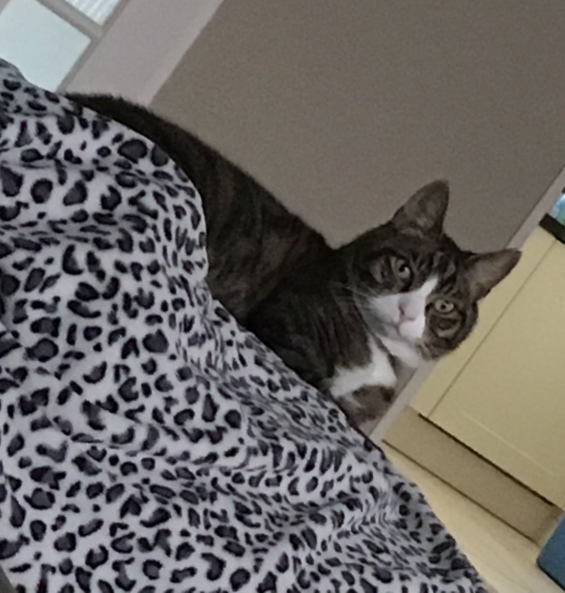 bambiilix's tweet image. These are my 2 cats. They have a love / hate relationship and always annoy eachother. Misty (the grey ish cat) is 12 years old, pretty lazy and always tries to play with the fishes. Droppie (black cat) is 6 years old and loves boxes, she’s literally obsessed with them😂 #MyGrace