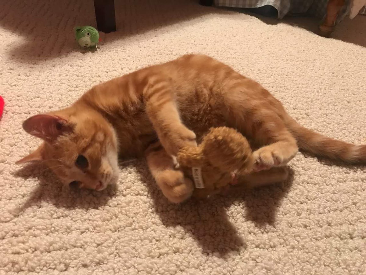 oranotter's tweet photo. update: I'm getting a kitten and his name will be Tobias (Tobi) and I cannot express how excited I am to meet him. https://t.co/zog4281wWU