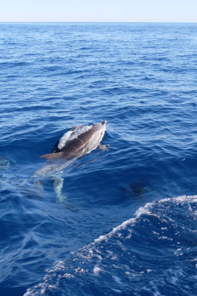 viaggiFraintesa's tweet photo. Il Santuario #Pelagos è una zona marina per la protezione dei mammiferi che la frequentano:
▶️ #Balenottera comune
▶️ #Capodoglio
▶️ Zifio
▶️ Globicefalo
▶️ Grampo
▶️ Tursiope
▶️ #Delfino comune
▶️ #Stenella striata

#Ecostrim #Interreg #maritimecooperation
#SDGs https://t.co/uNoo43Mepj