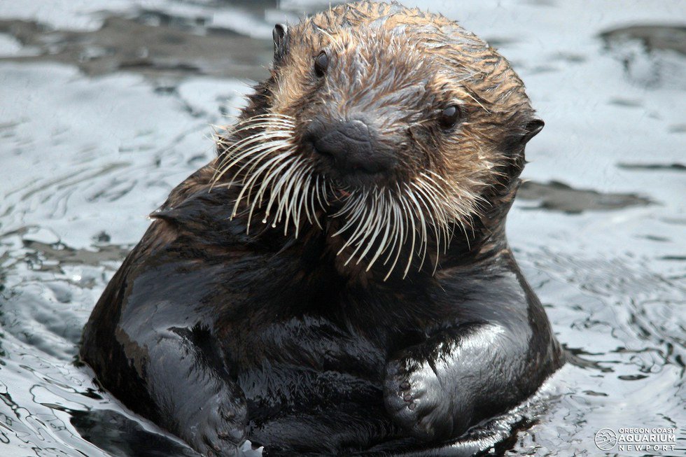 Sea Otters forage for food using their dexterous front paws and highly sensitive snoots. The vibrissae, or whiskers, in their nose act as fingers; they can move individually and feel out where their prey is.