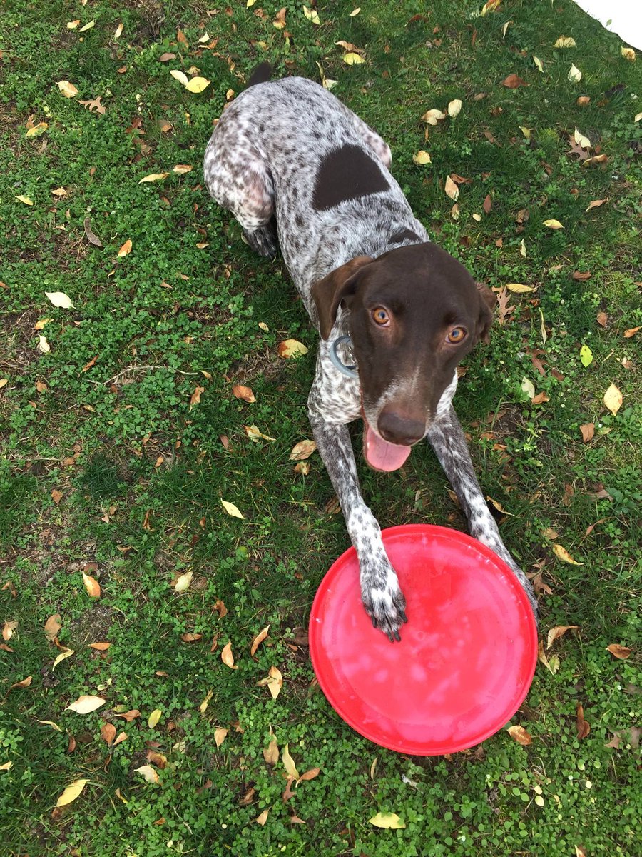 Our vineyard dog Maggie says hello! #ecwinechat