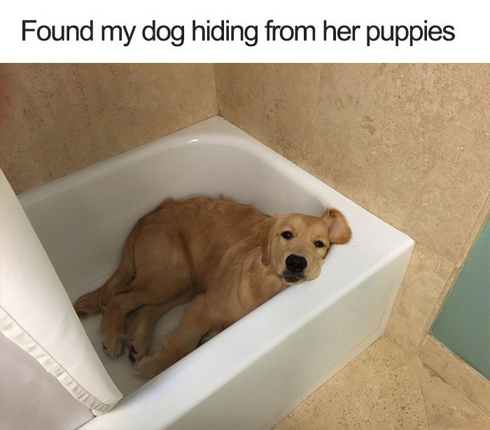 PetEventPros's tweet photo. Who's got a fur mama out there? https://t.co/yq3n9P6r19