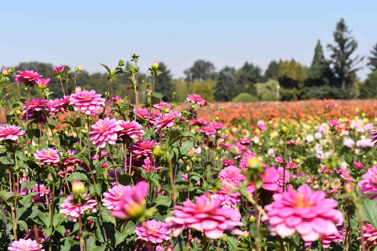 lorepatterson's tweet image. Flower Farm Visit at Swan Island Dahlias,@SIDahlias - The largest grower of tubers in the US - Dahlia "Cutie Patootie", "Intrigue", "Blah blah blah" and "Lora Ashley" @americangrown #Flowerfarmer #dahlia #Dahlialove #garden #farm #flowers